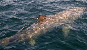 Basking shark