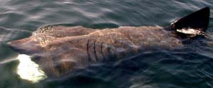 Basking shark