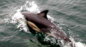 dolphin swimming off the bow